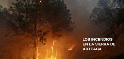 🔥 ¿Sabías que 50% de los incendios forestales en México son intencionados?
